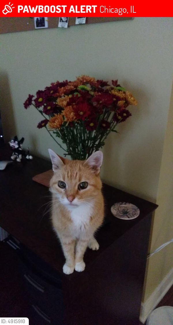 Lost Female Cat last seen Near W Addison St & N Harding Ave, Chicago, IL 60618