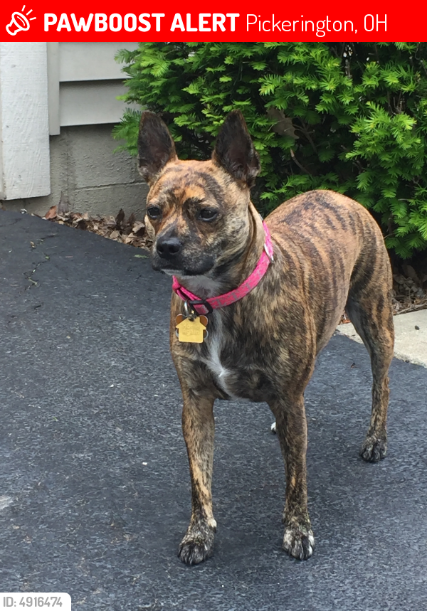 Lost Female Dog last seen Near Hill Rd N & Tussing Rd, Pickerington, OH 43147