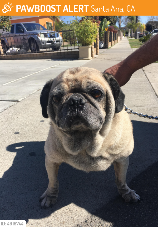 Found/Stray Male Dog last seen Near N Harbor Blvd & W 1st St, Santa Ana, CA 92703