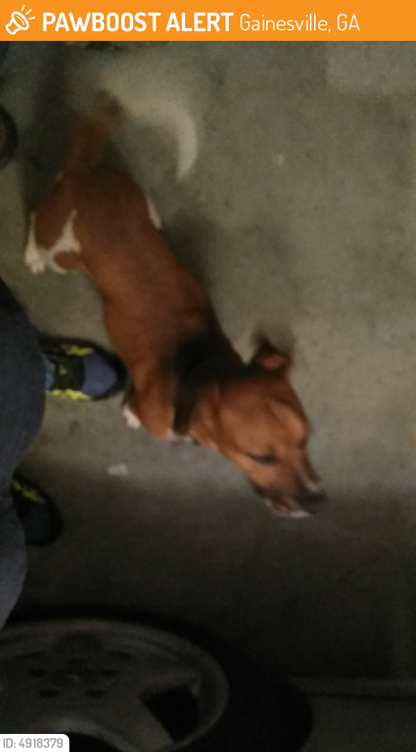 Rehomed Male Dog last seen Near Silver Creek Drive, Gainesville, GA, USA, Gainesville, GA 30507