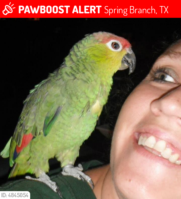 Lost Female Bird last seen Near Lake Crst & Indian Trl, Spring Branch, TX 78070