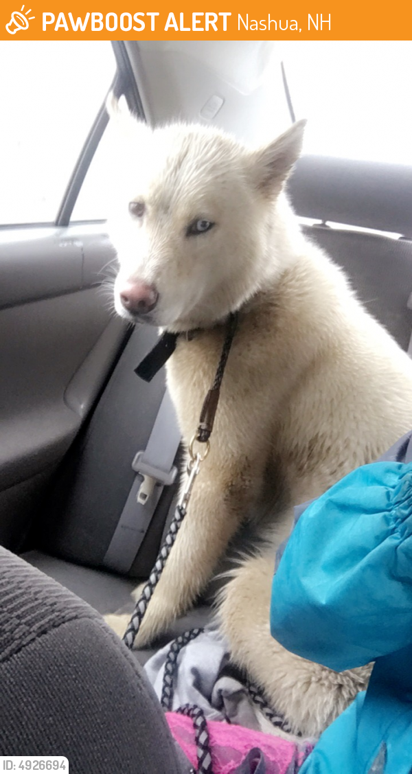 Found/Stray Female Dog last seen Near Arlington St & Williams St, Nashua, NH 03060