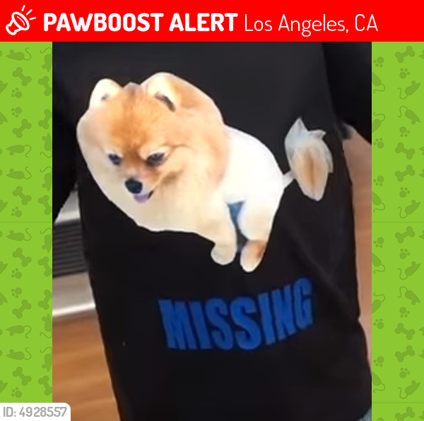 Lost Male Dog last seen Near W 1st St & S Main St, Los Angeles, CA 90013