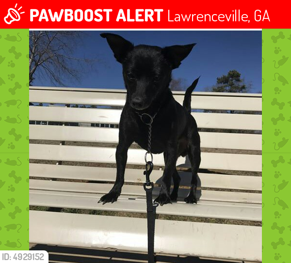 Lost Male Dog last seen Grayson Hwy, Lawrenceville ga 30045, Lawrenceville, GA 30046