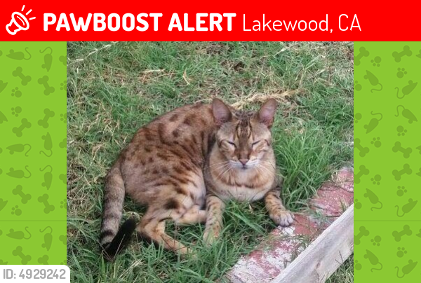 Lost Male Cat last seen Near Centralia St & Dunrobin Ave, Lakewood, CA 90713