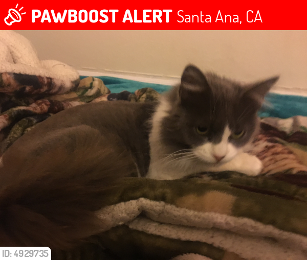 Lost Female Cat last seen Near S Standard Ave & E Wilshire Ave, Santa Ana, CA 92705