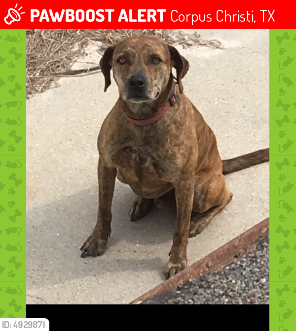 Lost Male Dog in Corpus Christi, TX 78418 Named Tigger (ID 4929871