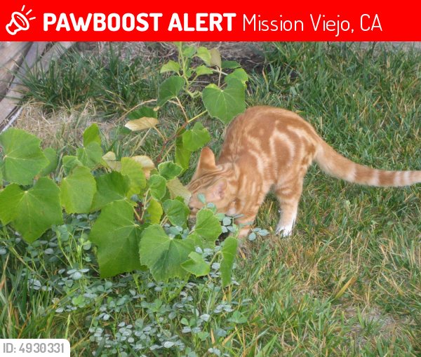 Lost Female Cat last seen Near Lovios & Antela, Mission Viejo, CA 92691