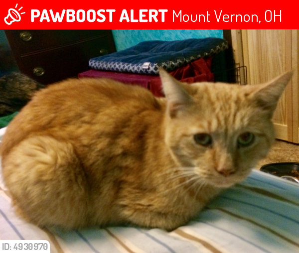 Lost Male Cat last seen Near Oberlin St & Sychar Rd, Mount Vernon, OH 43050