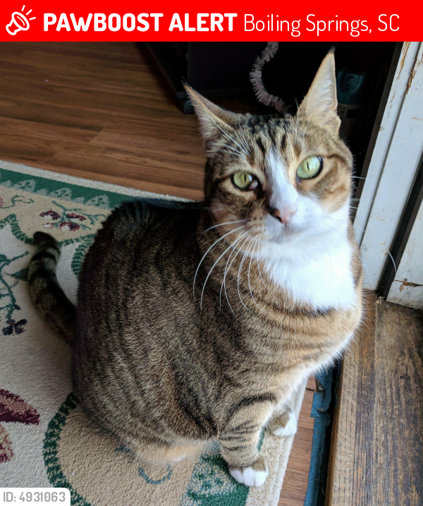 Lost Female Cat last seen Near Hanging Rock and Double Bridge Road, Boiling Springs, SC 29316