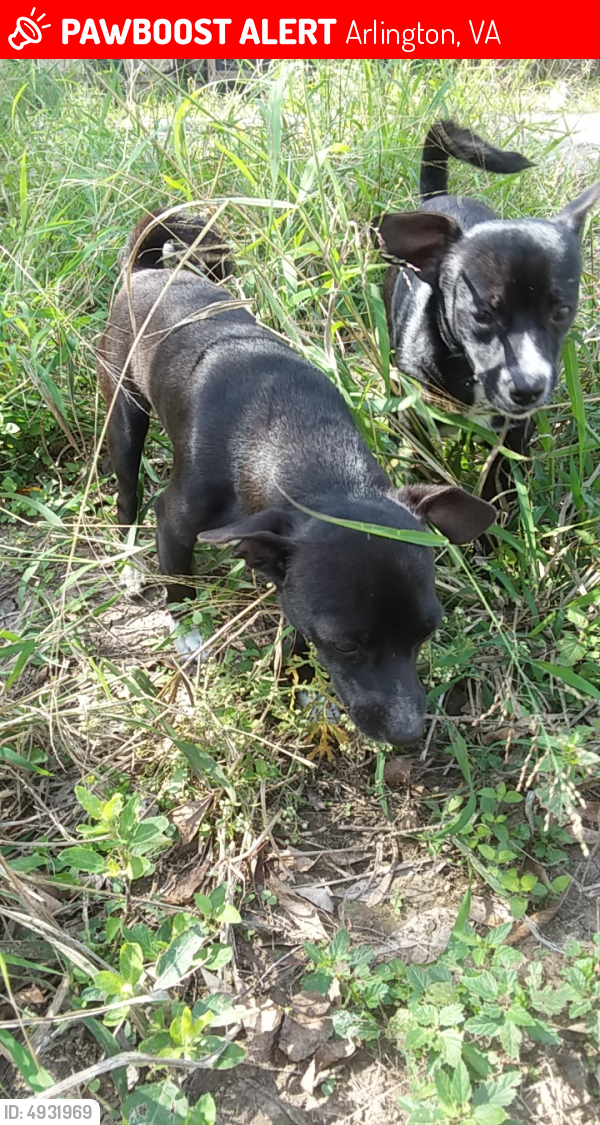 Lost Male Dog last seen Near N Emerson St & Wilson Blvd, Arlington, VA 22205