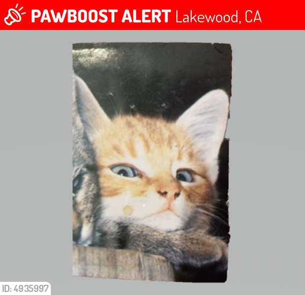 Lost Male Cat last seen Near Palo Verde & Carson St, Lakewood, CA 90713