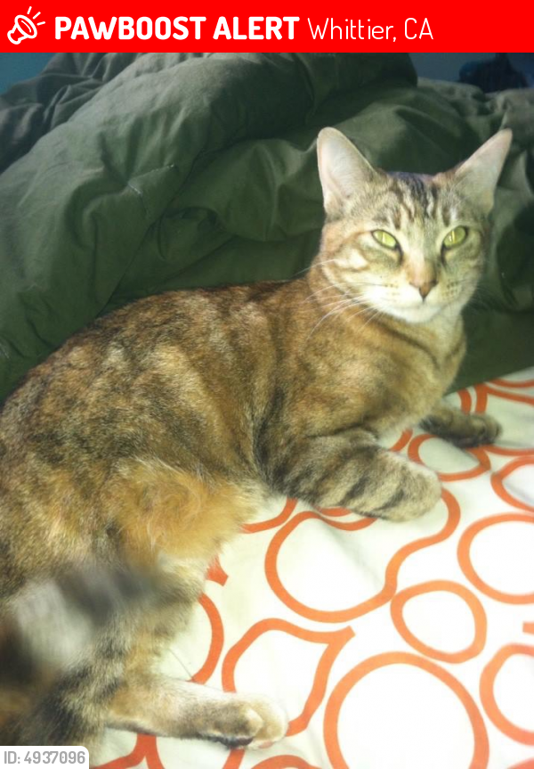 Lost Female Cat last seen Near Broadway & Parise Dr, Whittier, CA 90604
