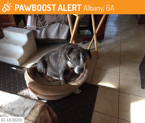 Found/Stray Female Dog last seen Tifton GA, Albany, GA 31705