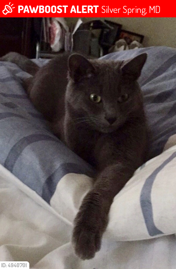 Lost Male Cat last seen Near Piney Branch Rd & Dale Dr, Silver Spring, MD 20910