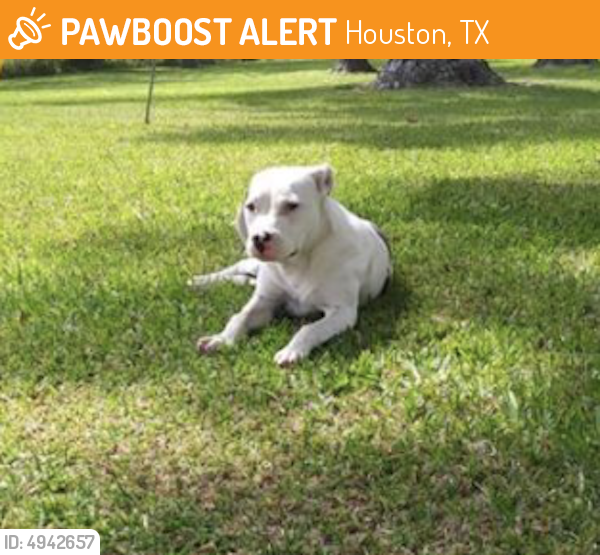 Surrendered Female Dog last seen Near Oak Glen Dr & W Hardy Rd, Houston, TX 77076
