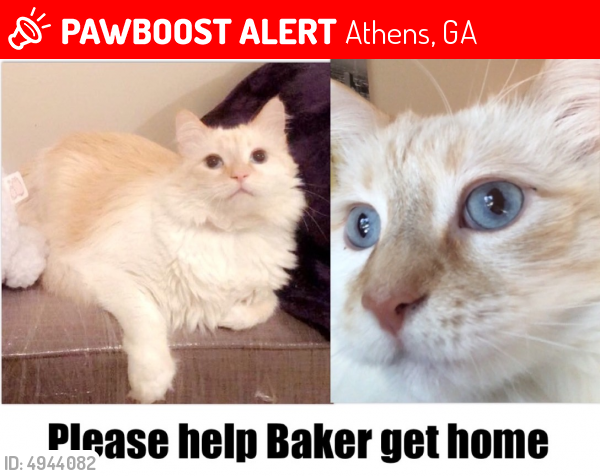 Lost Male Cat last seen Near Prince Ave & Sunset Dr, Athens, GA 30603