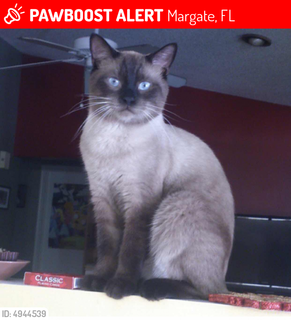 Lost Male Cat last seen Near NW 15th St & US Hwy 441, Margate, FL 33063