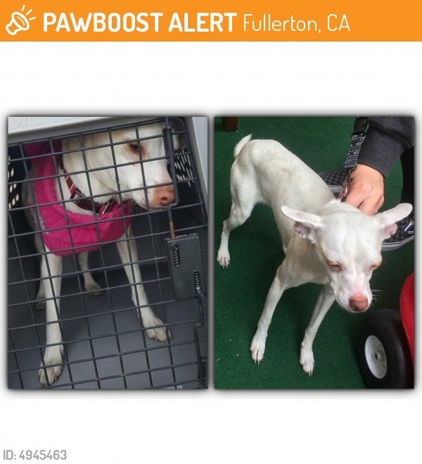Found/Stray Female Dog last seen Near W Commonwealth Ave & N Martha Pl, Fullerton, CA 92833