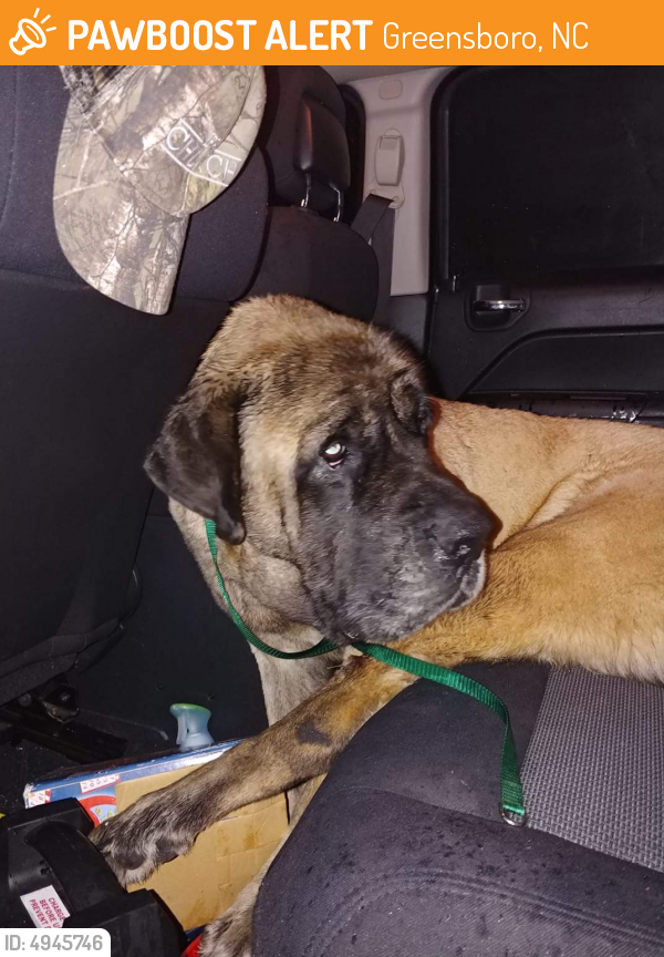 Rehomed Male Dog last seen Near E Florida St & Randolph Ave, Greensboro, NC 27406