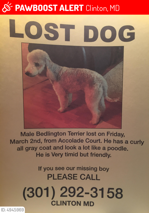 Lost Male Dog last seen Near Piscataway Rd & Woodyard Rd, Clinton, MD 20735