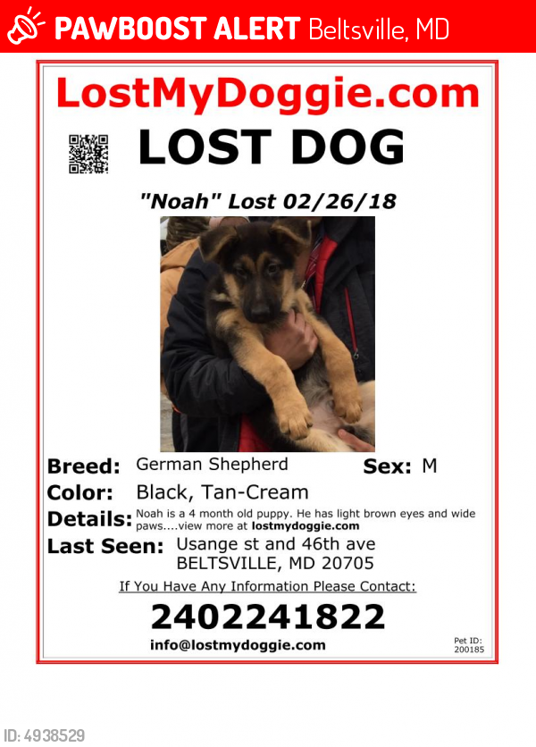 Lost Male Dog last seen Near Baltimore Ave & Manheim Ave, Beltsville, MD 20705