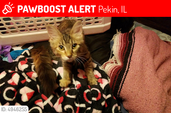 Lost Female Cat last seen Near Willow St &  north Charlotte St, Pekin, IL 61554