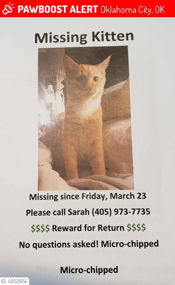 Lost Male Cat in Oklahoma City, OK 73107 Named Clark (ID: 4952654 ...