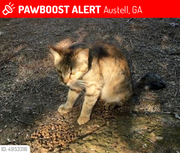 Lost Female Cat In Austell Ga 30168 Named Tippy Id 4953316 Pawboost