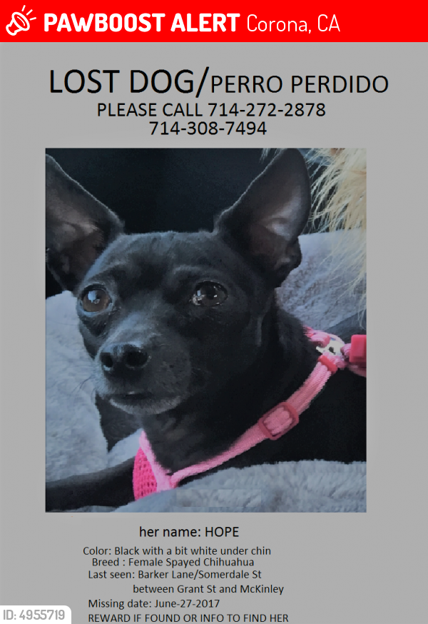 Lost sales black chihuahua