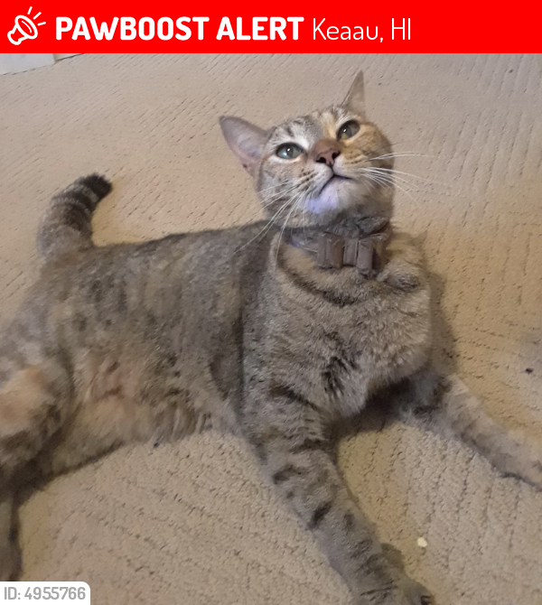 Lost Female Cat last seen 27th Ave. between Kaloli and Paradise, Keaau, HI, USA, Keaau, HI 96749
