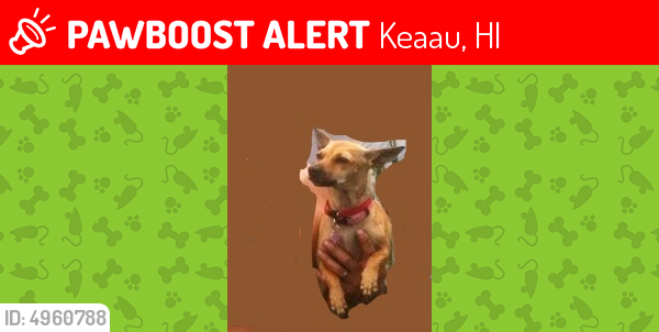 Lost Female Dog last seen Near Paradise Dr & 31st Ave, Keaau, HI 96749