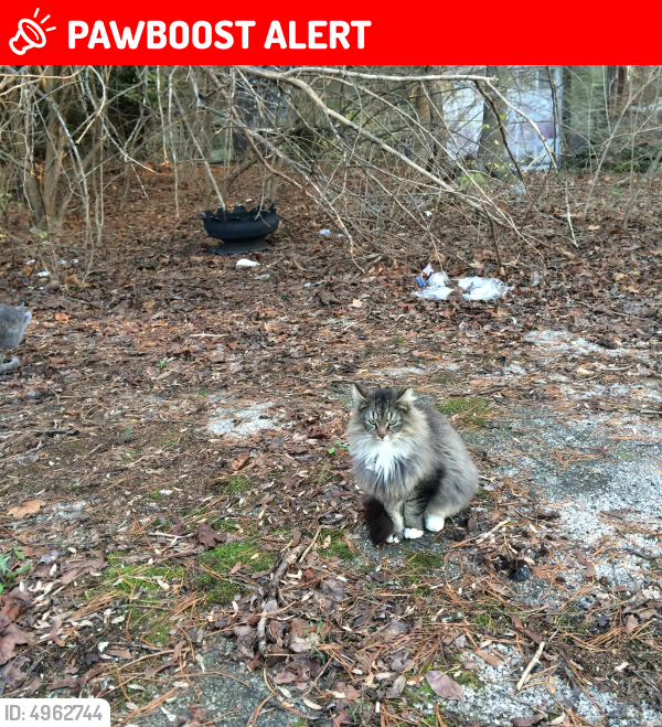 Lost Male Cat last seen Hallowell Rd. and Germantown Pike, Plymouth Meeting, PA 19462