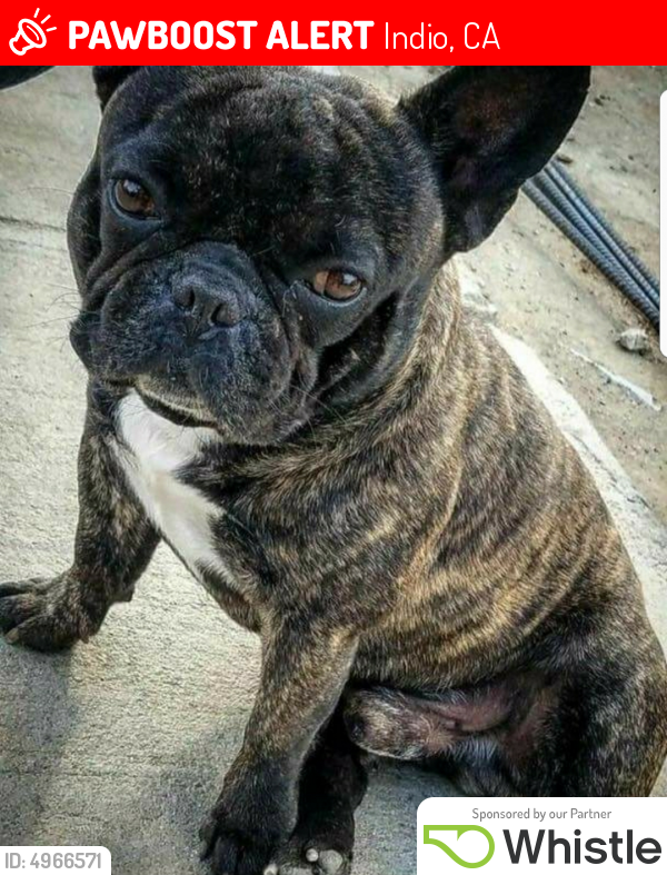 Lost Male Dog last seen Miles & MONROE in indio, Indio, CA 92203