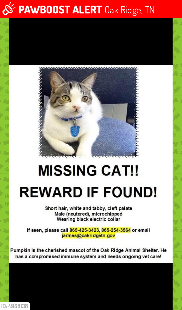 Lost Male Cat in Oak Ridge, TN 37830 Named Pumpkin (ID: 4968138) | PawBoost
