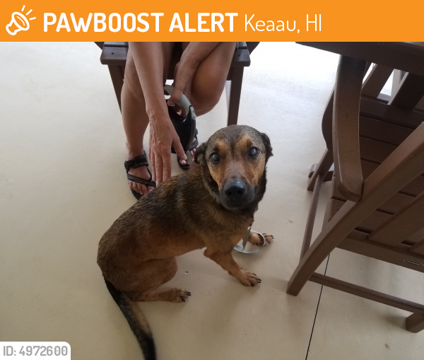 Found/Stray Female Dog last seen Near 12th Ave Kaloli Dr, Keaau, HI 96749