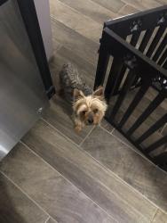 Lost Male Dog last seen Rich Beem El Paso, TX 79938, El Paso, TX 79938