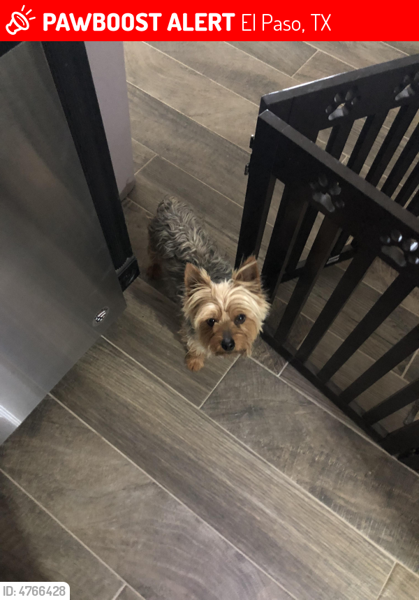 Lost Male Dog last seen Rich Beem El Paso, TX 79938, El Paso, TX 79938