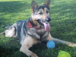 Lost Female Dog last seen Near N Julian St & N 10th St, San Jose, CA 95112