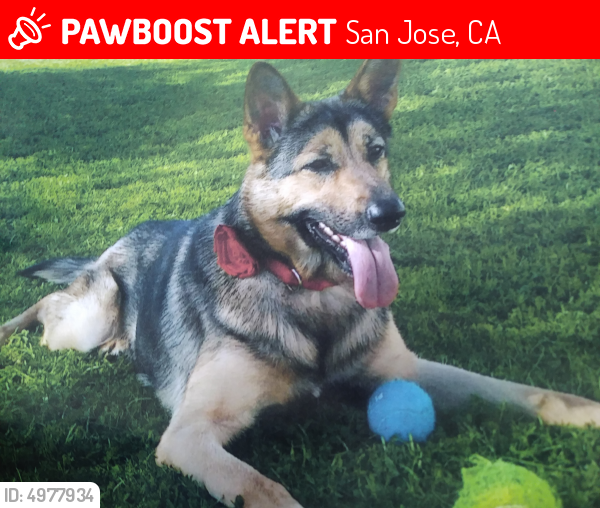 Lost Female Dog last seen Near N Julian St & N 10th St, San Jose, CA 95112