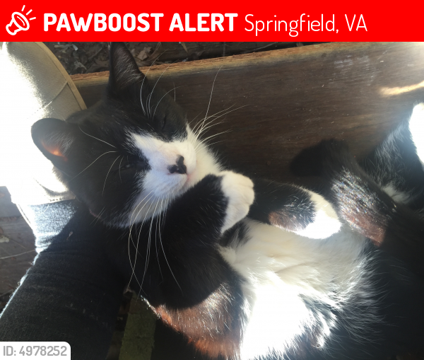 Lost Male Cat last seen Near Finlay Ct & Godolphin Dr, Springfield, VA 22153