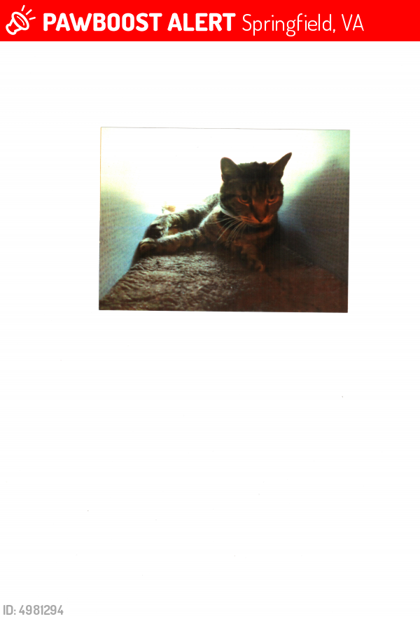 Lost Male Cat last seen Near Bethelen Woods Ln & Erska Woods Ct, Springfield, VA 22153