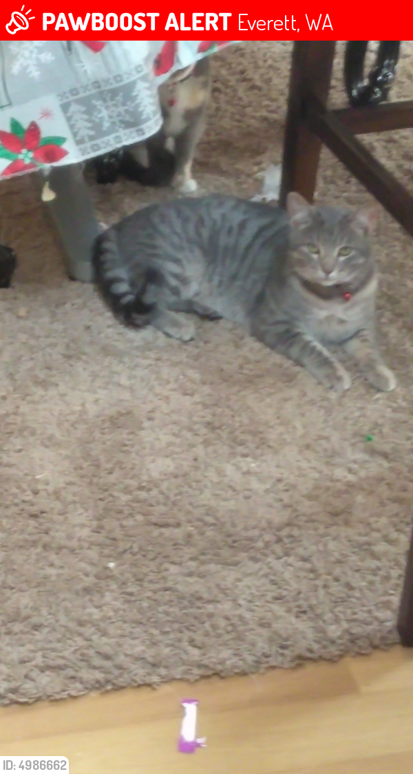 Lost Male Cat In Everett WA 98203 Named Whiskey ID 4986662 PawBoost