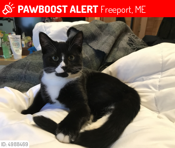 Lost Male Cat last seen Near Thompsons Way & Merrill Rd, Freeport, ME 04032