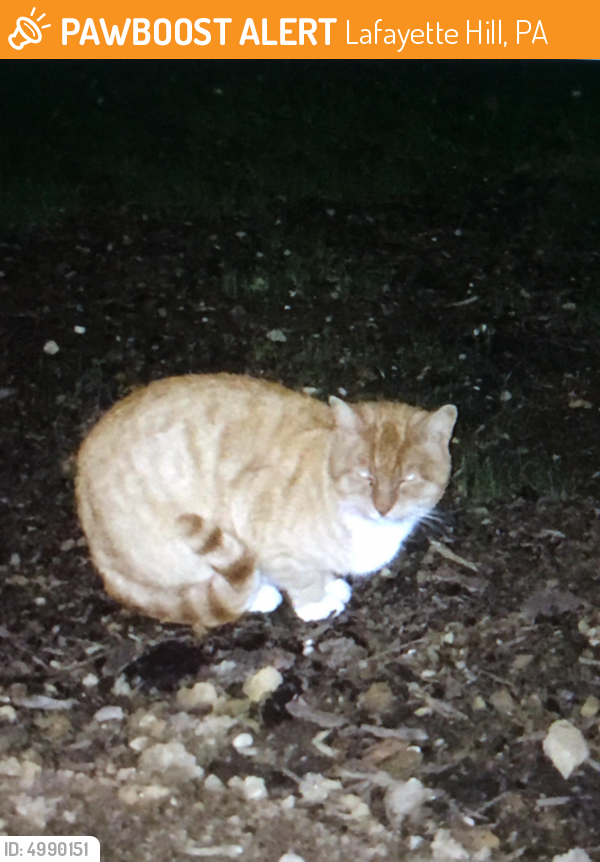 Found/Stray Unknown Cat last seen Near Flourtown Rd & Franklin Way, Lafayette Hill, PA 19444