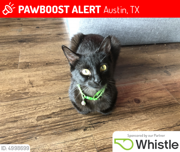 Lost Female Cat last seen Near North Quinlan Park Road, Austin, TX, USA, Austin, TX 78732