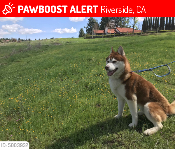 Lost Male Dog last seen Near Riverside Ave & Nelson St, Riverside, CA 92506