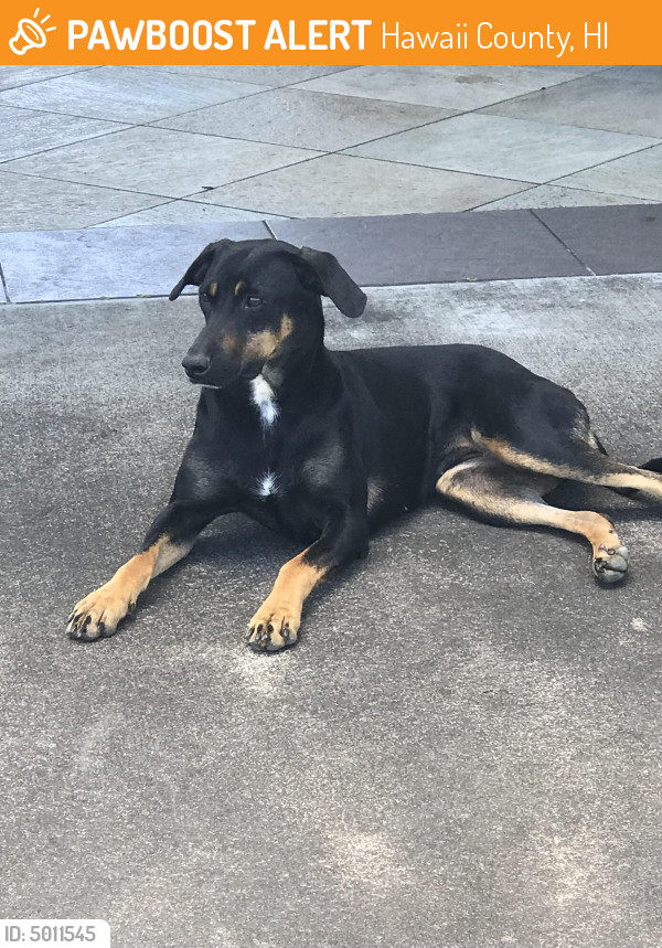 Found/Stray Female Dog last seen Onohi Loop, Pepeekeo, HI, USA, Hawaii County, HI 96781