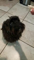 Lost Male Dog last seen Near Wilder Dr & Bartlett Rd, Fayetteville, NC 28314