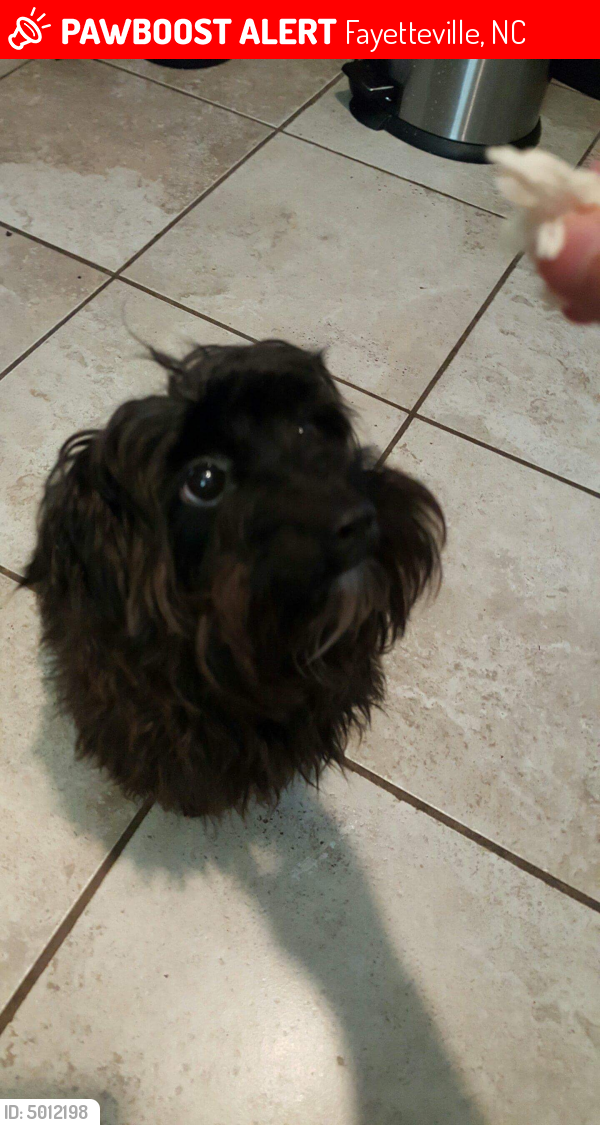 Lost Male Dog last seen Near Wilder Dr & Bartlett Rd, Fayetteville, NC 28314